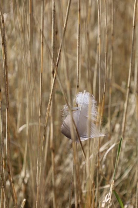 Entdecken — Entwickeln — Wachsen